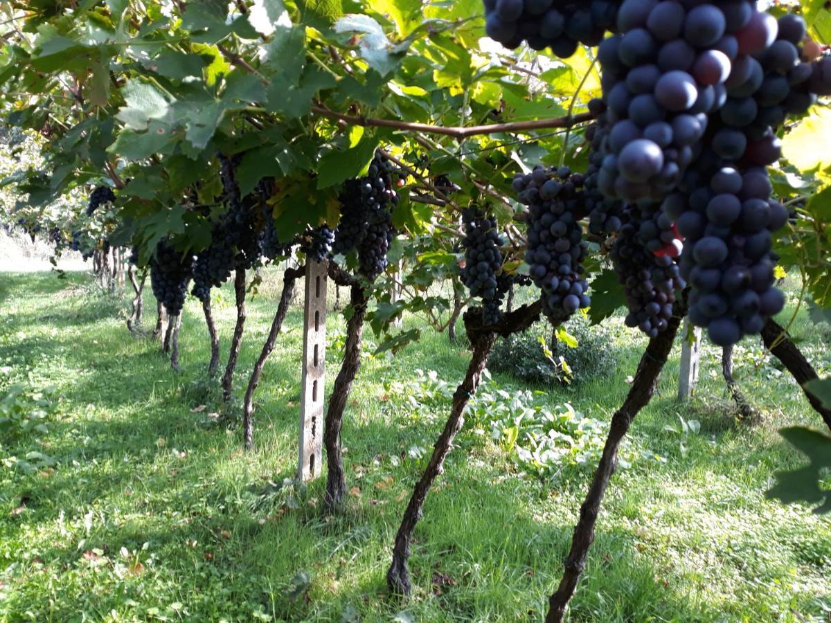 Agriturismo Villa Stella Rivoli Veronese Екстер'єр фото